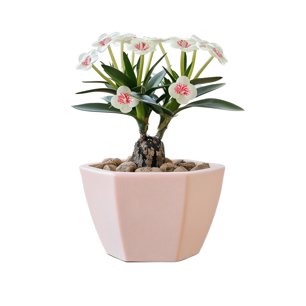 White Water Lily - Image 1